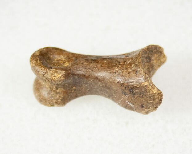 Small Theropod (Raptor) Toe Bone - Hell Creek Formation #12783